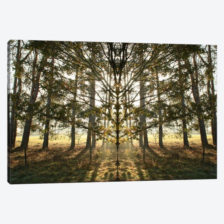 Morning Tree Sun Flare Symmetry Canvas Print #FEN68} by Alyson Fennell Art Print