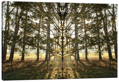 Morning Tree Sun Flare Symmetry Canvas Art Print - Alyson Fennell