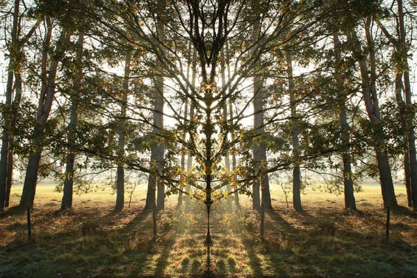 Alyson Fennell: Morning Tree Sun Flare Symmetry by Alyson Fennell