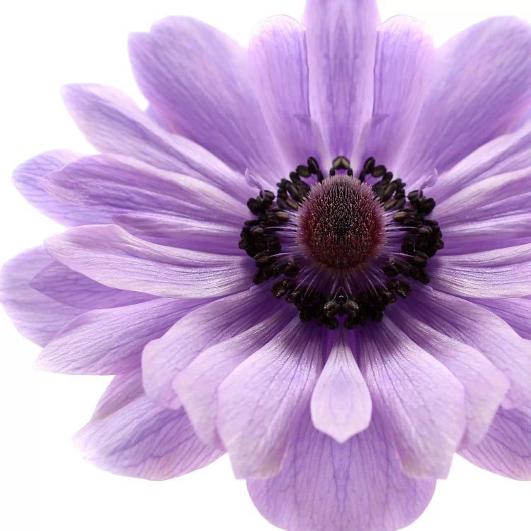 Pale Lilac Anemone