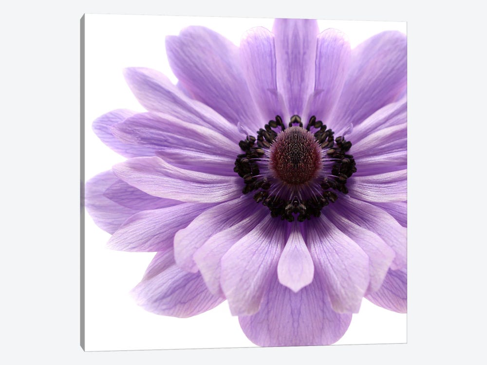 Pale Lilac Anemone by Alyson Fennell 1-piece Canvas Wall Art