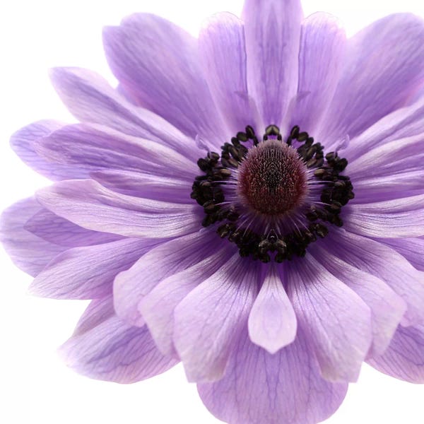 Alyson Fennell: Pale Lilac Anemone by Alyson Fennell