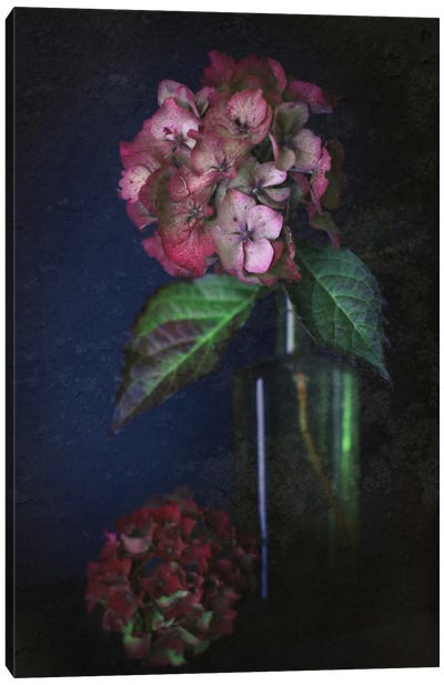 Autumnal Hydrangea Canvas Art Print - Still Life Photography