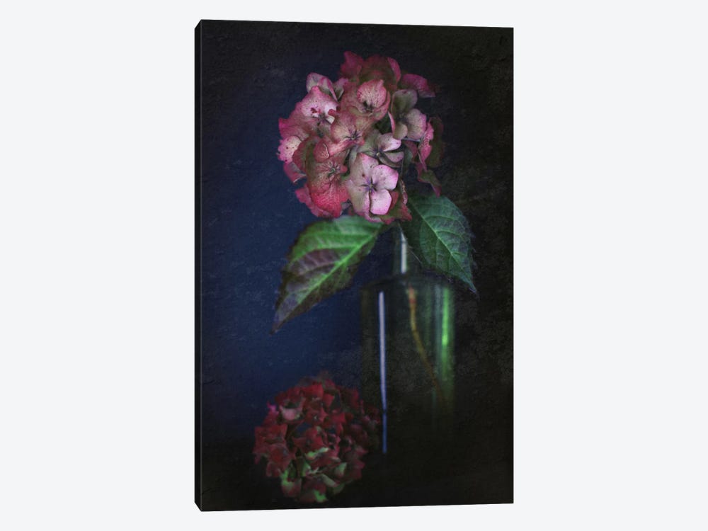 Autumnal Hydrangea by Alyson Fennell 1-piece Canvas Art Print