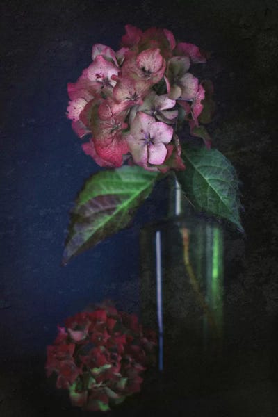 Alyson Fennell: Autumnal Hydrangea by Alyson Fennell