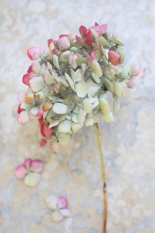 Pastel Dried Hydrangea I