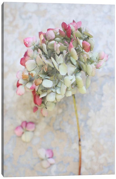 Pastel Dried Hydrangea I Canvas Art Print - Floral Close-Up Art
