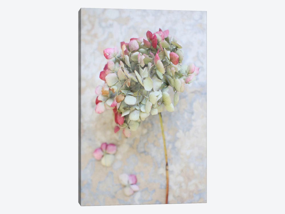 Pastel Dried Hydrangea I by Alyson Fennell 1-piece Canvas Artwork