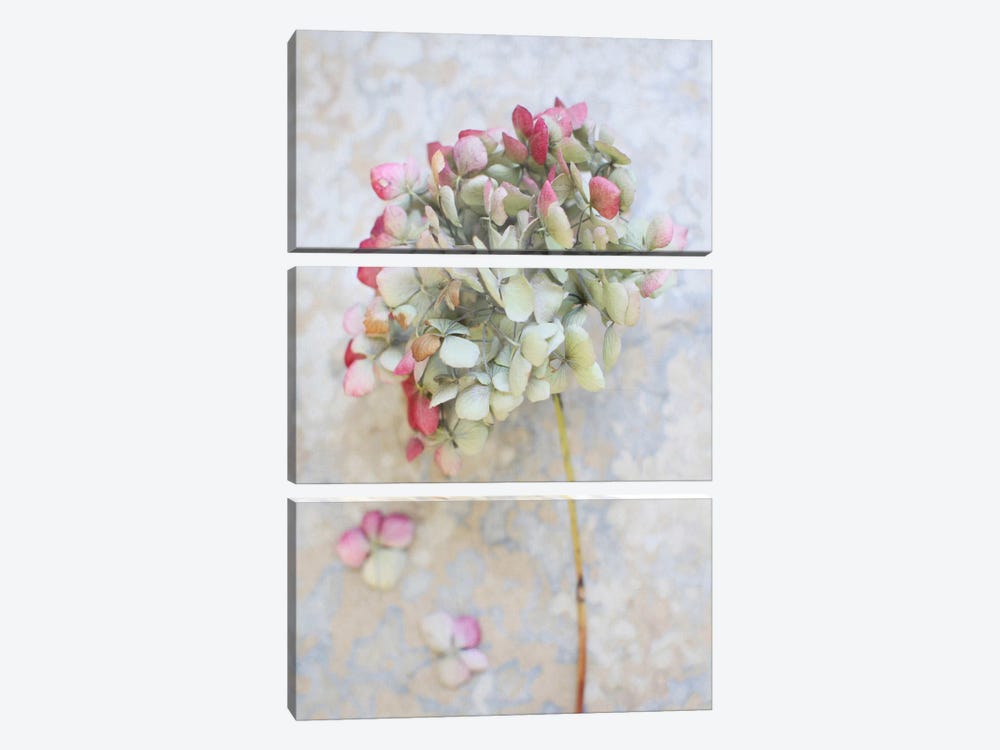 Pastel Dried Hydrangea I by Alyson Fennell 3-piece Canvas Art