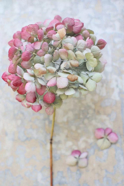 Pastel Dried Hydrangea II