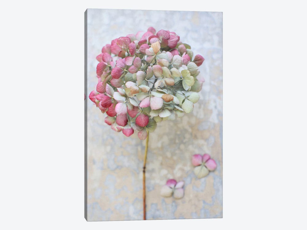 Pastel Dried Hydrangea II by Alyson Fennell 1-piece Canvas Print