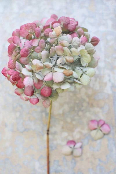 Alyson Fennell: Pastel Dried Hydrangea II by Alyson Fennell