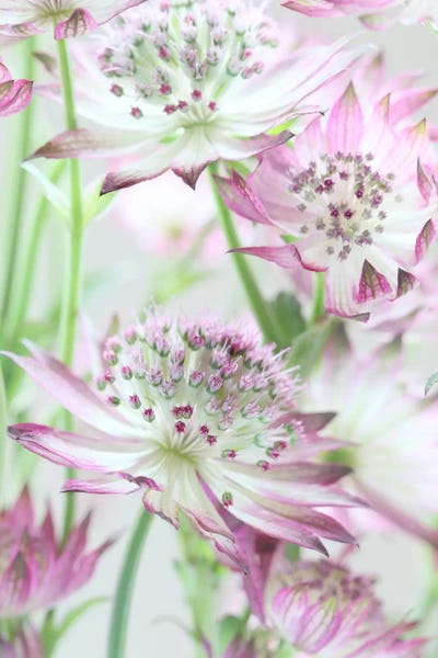 Pastel Pink Astrantia Flowers by Alyson Fennell acrylic art print