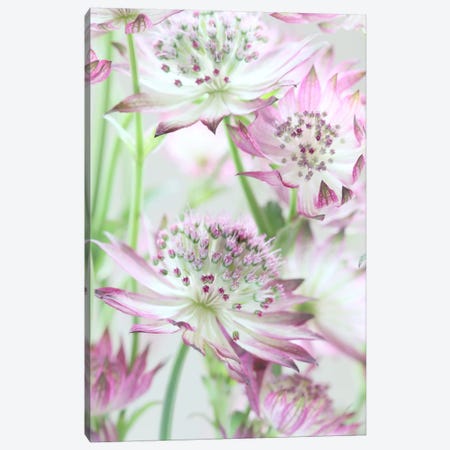 Pastel Pink Astrantia Flowers Canvas Print #FEN72} by Alyson Fennell Canvas Artwork