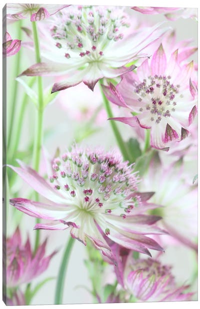 Pastel Pink Astrantia Flowers Canvas Art Print - Alyson Fennell