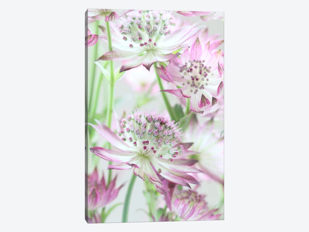Pastel Pink Astrantia Flowers 1-piece Canvas Artwork