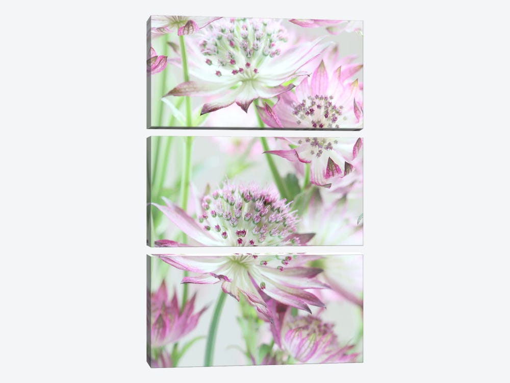 Pastel Pink Astrantia Flowers 3-piece Canvas Art