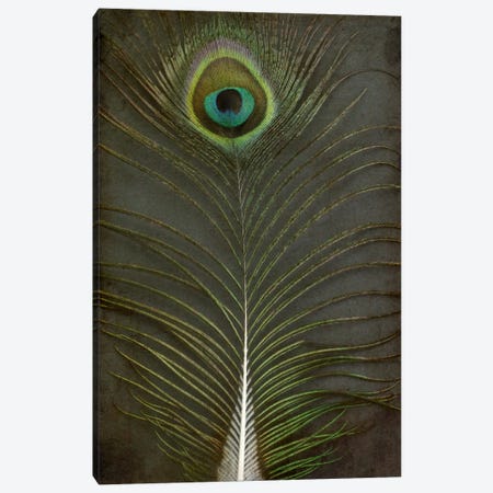 Peacock Feather II Canvas Print #FEN73} by Alyson Fennell Canvas Wall Art