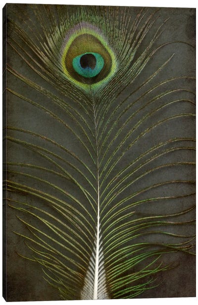 Peacock Feather II Canvas Art Print - Alyson Fennell