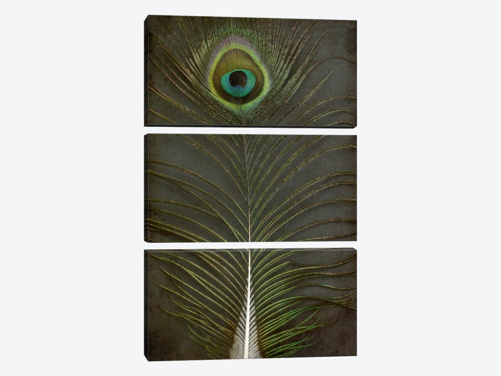 Peacock Feather II by Alyson Fennell 3-piece Canvas Art Print