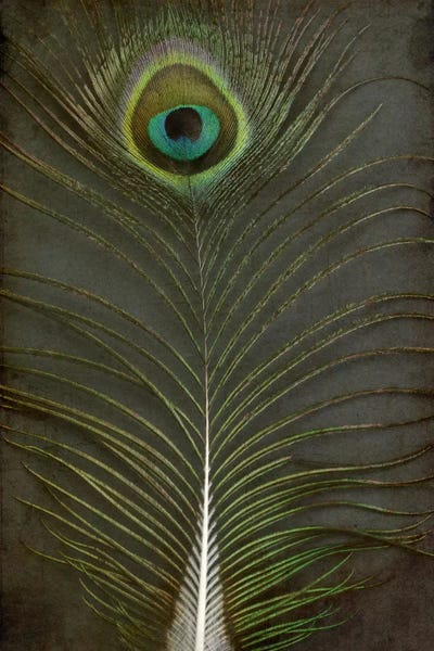 Feathers: Peacock Feather II by Alyson Fennell