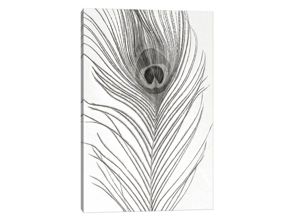 Pheasant Feather - Nature Art Gallery - Drawings & Illustration