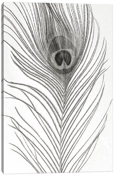 Peacock Feather Mono Canvas Art Print - Feather Art