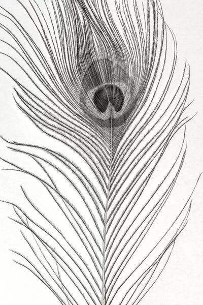 Alyson Fennell: Peacock Feather Mono by Alyson Fennell