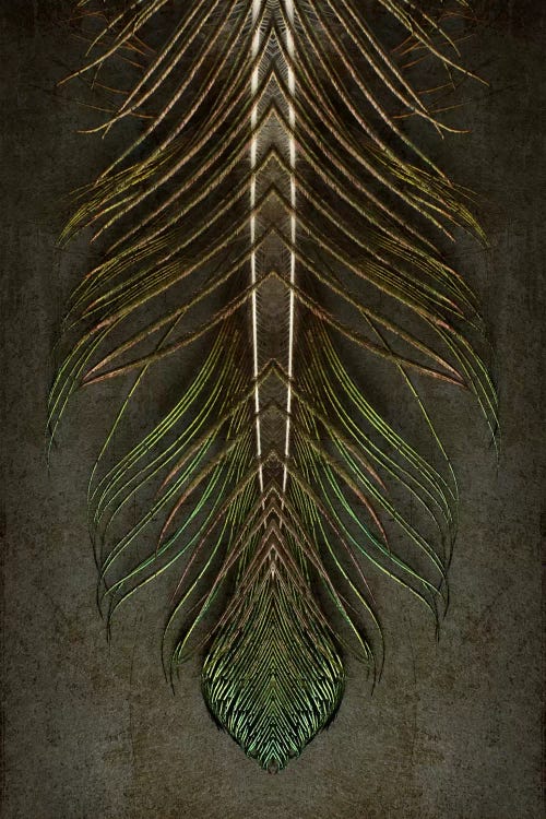 Peacock Feather Symmetry Archangel