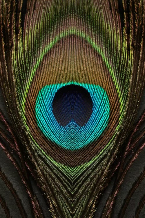 Peacock Feathers # 2 Abstract Photography by MGS Art