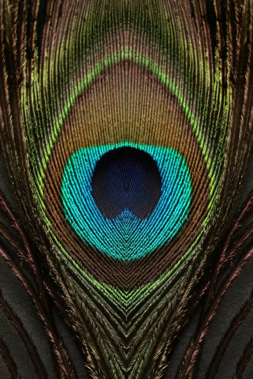 Peacock Feather Symmetry I
