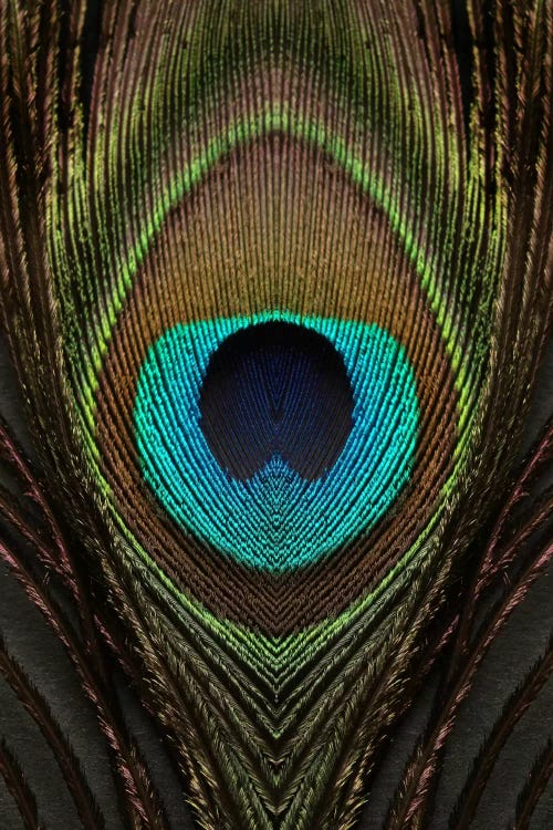 Peacock Feather Symmetry I