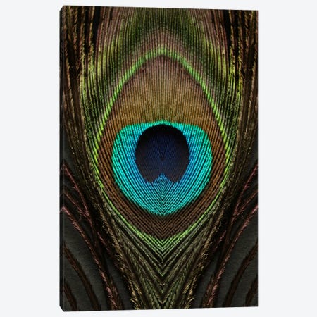Peacock Feather Symmetry I Canvas Print #FEN77} by Alyson Fennell Art Print