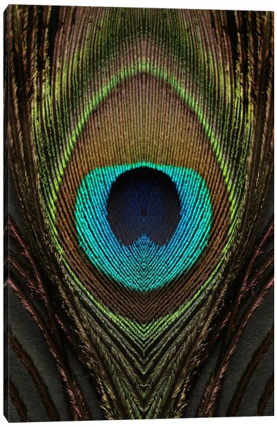 Peacock Feather Symmetry I Canvas Art Print - Alyson Fennell
