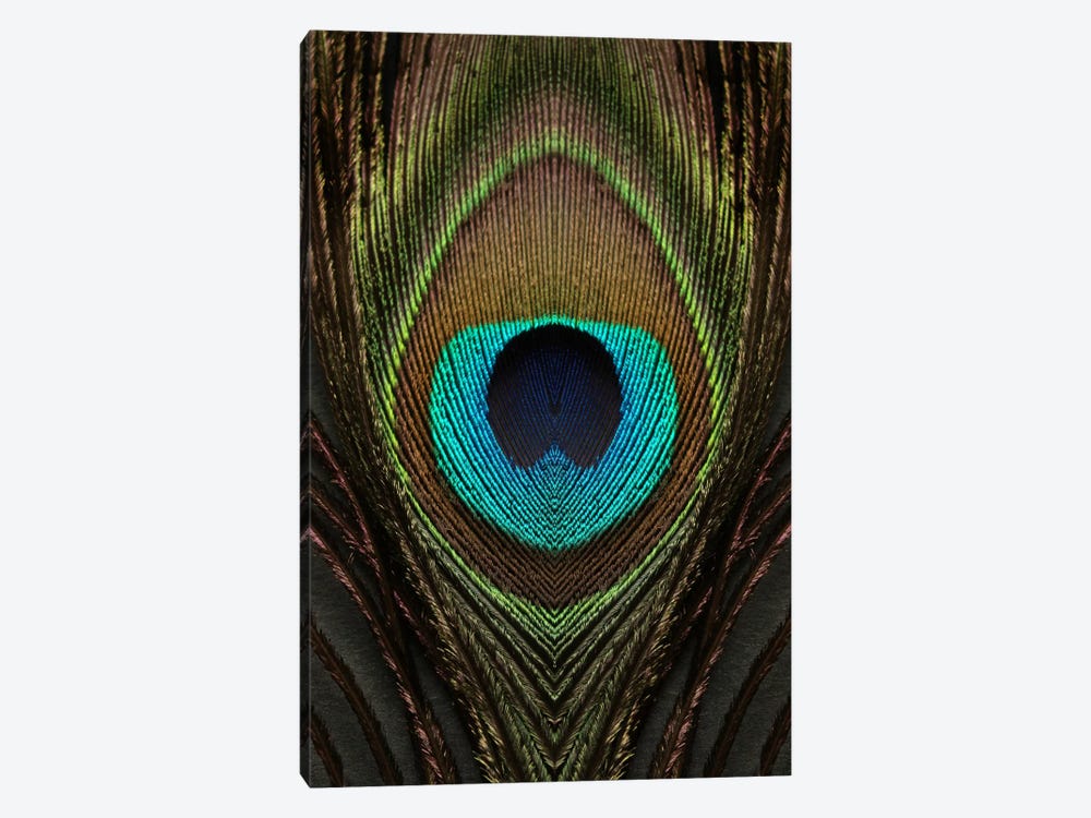 Peacock Feather Symmetry I by Alyson Fennell 1-piece Canvas Print