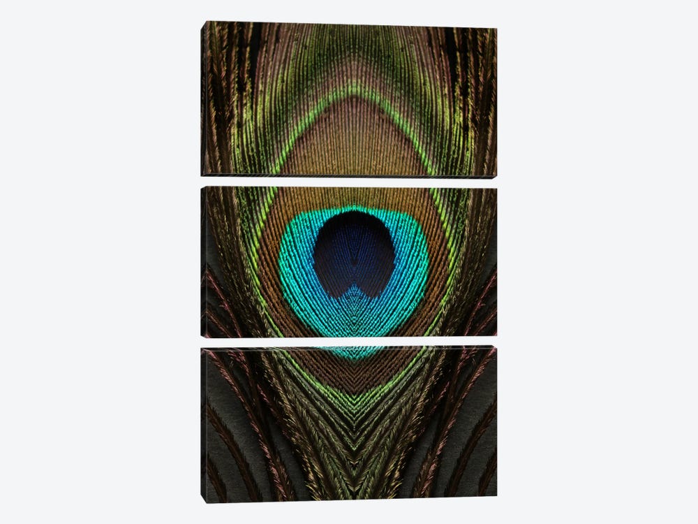 Peacock Feather Symmetry I by Alyson Fennell 3-piece Canvas Art Print