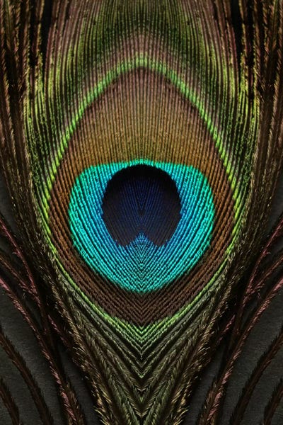 Alyson Fennell: Peacock Feather Symmetry I by Alyson Fennell