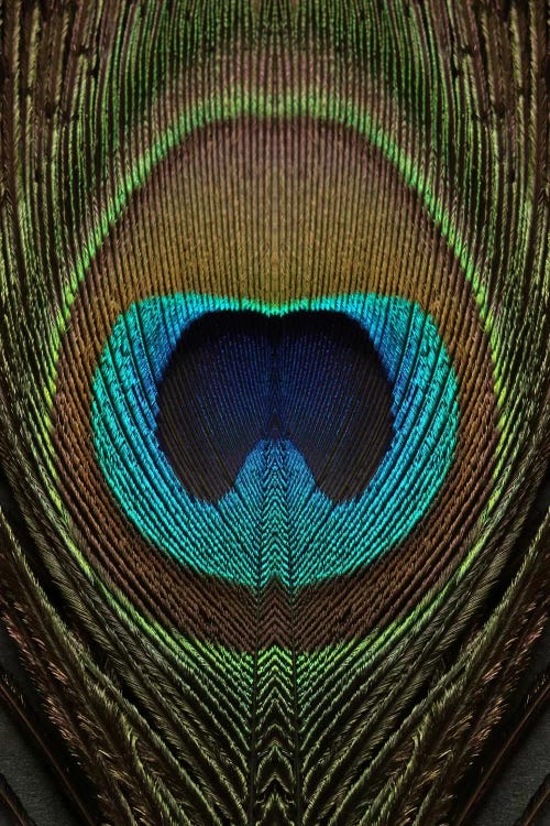 Peacock Feather Symmetry II