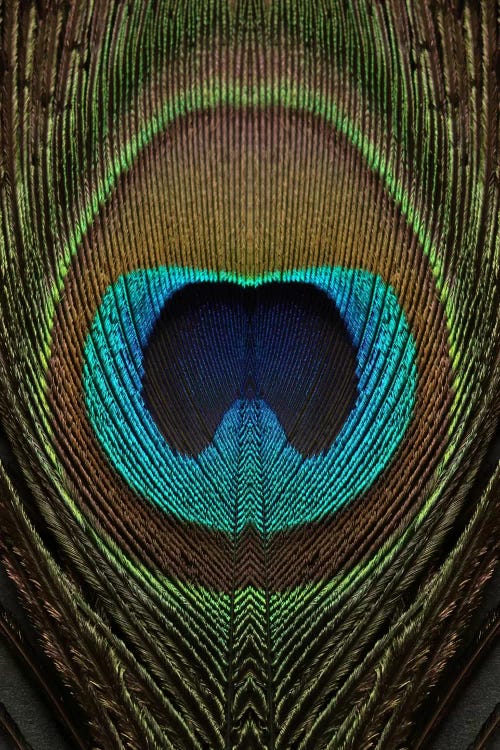 Peacock Feather Symmetry II