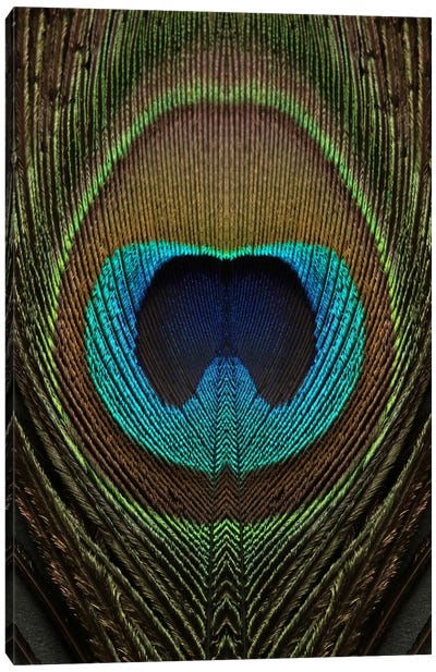 Peacock Feather Symmetry II Canvas Art Print - Alyson Fennell