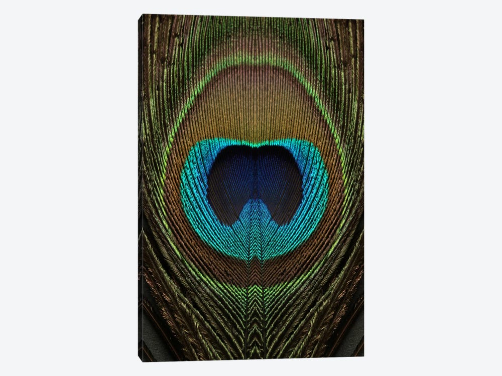 Peacock Feather Symmetry II by Alyson Fennell 1-piece Canvas Artwork
