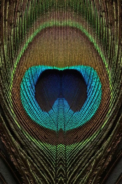 Alyson Fennell: Peacock Feather Symmetry II by Alyson Fennell