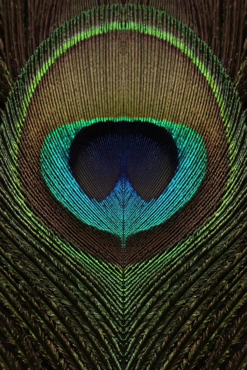 Peacock Feather Symmetry III