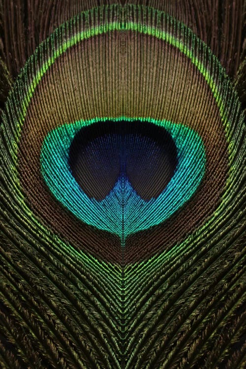Peacock Feather Symmetry III