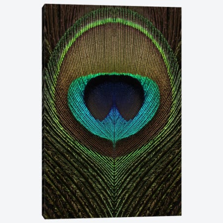 Peacock Feather Symmetry III Canvas Print #FEN79} by Alyson Fennell Canvas Art