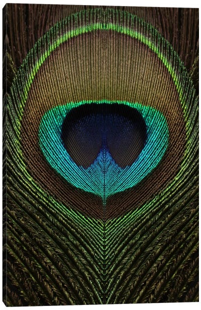 Peacock Feather Symmetry III Canvas Art Print - Macro Photography