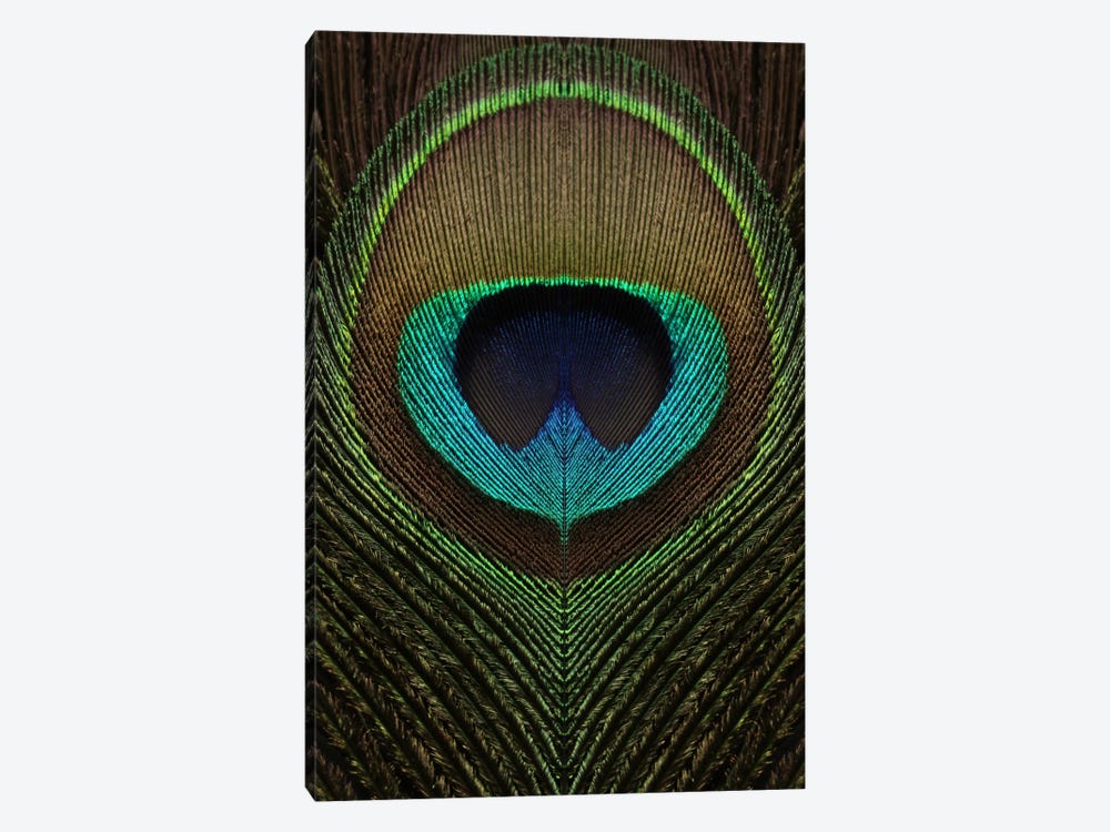 Peacock Feather Symmetry III by Alyson Fennell 1-piece Canvas Print