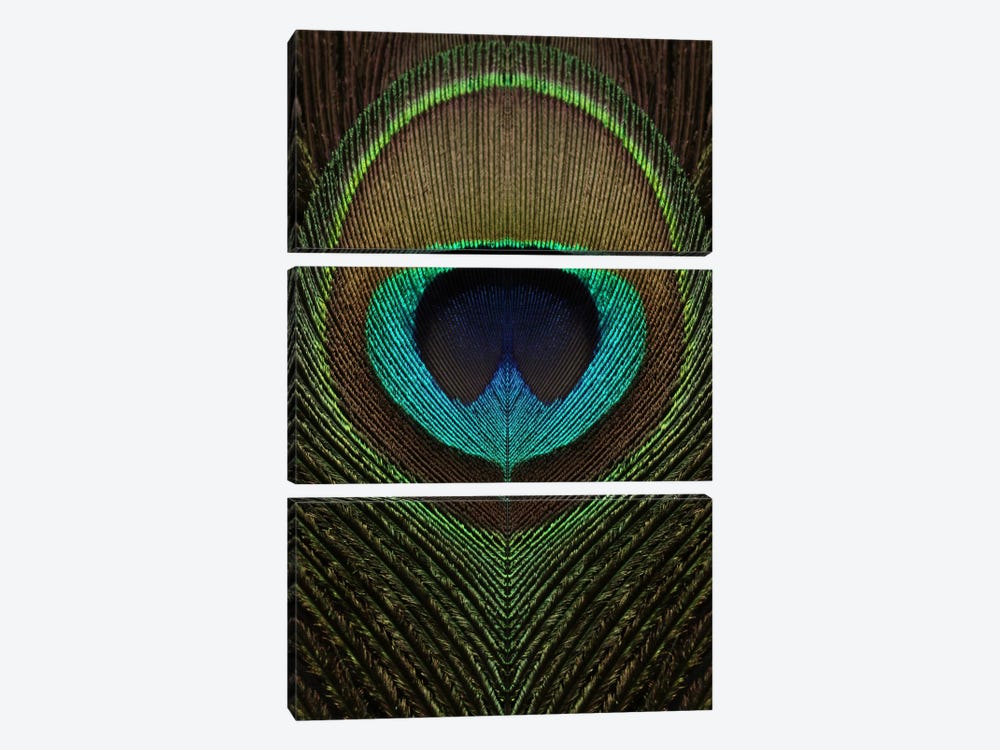 Peacock Feather Symmetry III by Alyson Fennell 3-piece Canvas Print