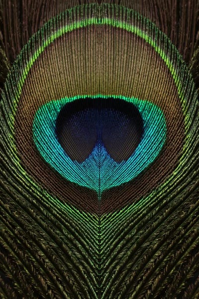 Alyson Fennell: Peacock Feather Symmetry III by Alyson Fennell