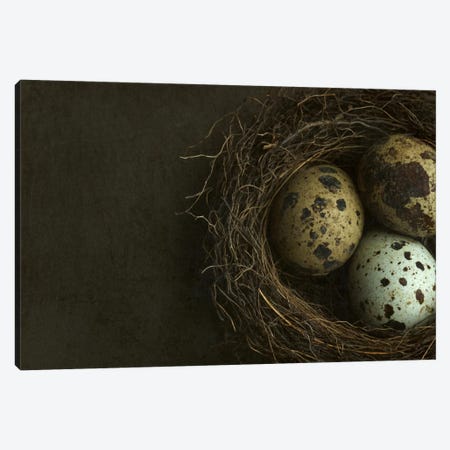 Bird's Nest And Quail Eggs Closeup Canvas Print #FEN7} by Alyson Fennell Canvas Print